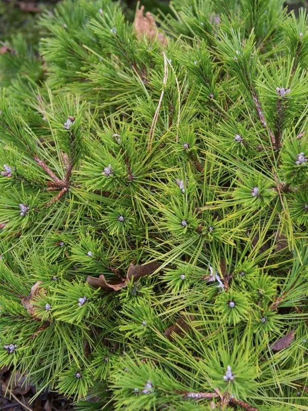 Pinus densiflora 'Jane Kluis', Japanische Strauchkiefer 'Jane Kluis' im Onlineshop der Bohlken Baumschulen
