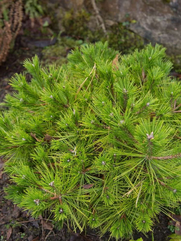 Pinus densiflora 'Low Glow', Japanische Zwerg-Rotkiefer 'Low Glow' im Onlineshop der Bohlken Baumschulen