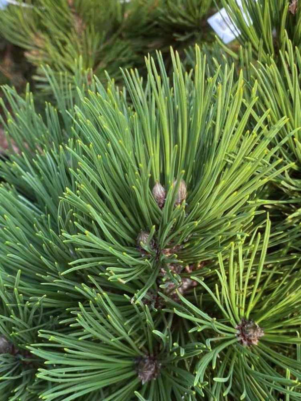 Pinus heldreichii 'Compact Gem', Schlangenhautkiefer 'Compact Gem' im Onlineshop der Bohlken Baumschulen