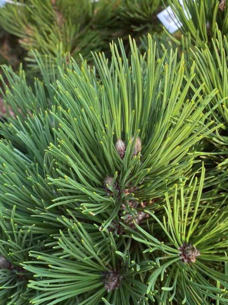 Pinus heldreichii 'Compact Gem', Schlangenhautkiefer 'Compact Gem' im Onlineshop der Bohlken Baumschulen