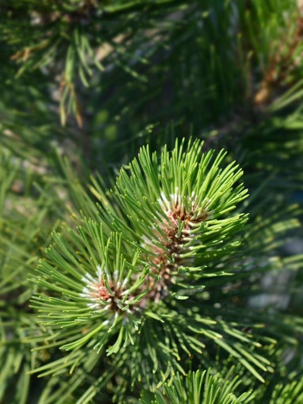 Pinus heldreichii 'Den Ouden', Bosnische Kiefer 'Den Ouden'im Onlineshop der Bohlken Baumschulen