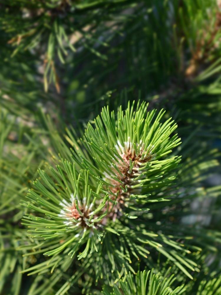 Pinus heldreichii 'Den Ouden', Bosnische Kiefer 'Den Ouden'im Onlineshop der Bohlken Baumschulen