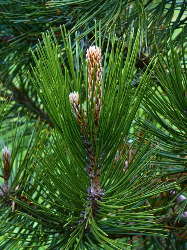 Pinus heldreichii 'Helmers Japan', Schlangenhautkiefer 'Helmers Japan' im Onlineshop der Bohlken Baumschulen