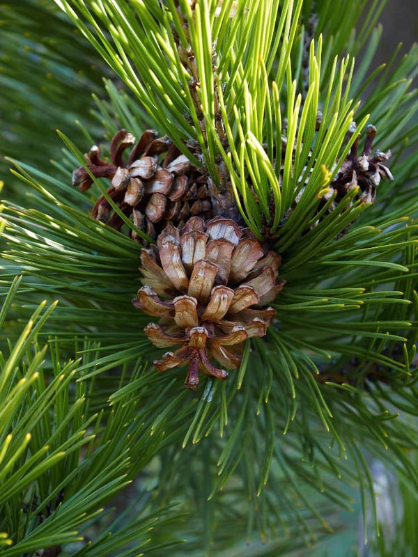 Pinus heldreichii 'Little Dracula', Bosnische Zwergkiefer, Zwerg-Schlangenhautkiefer 'Little Dracula' im Onlineshop der Bohlken Baumschulen