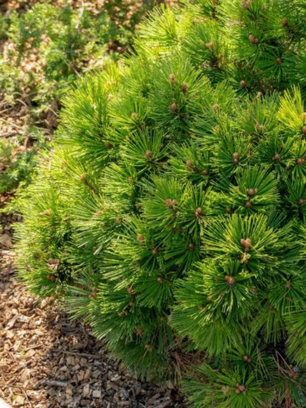 Pinus heldreichii 'Smidtii', Zwerg-Schlangenhautkiefer 'Smidtii' im Onlineshop der Bohlken Baumschulen