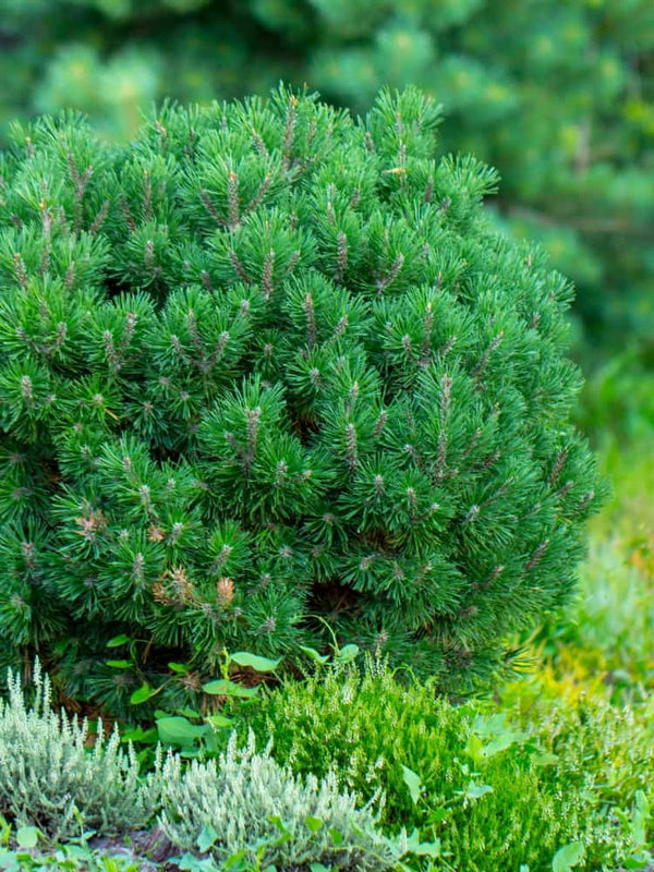 Berg-Kiefer 'Allgäu' | Pinus mugo 'Allgäu' | kaufen im Onlineshop der Bohlken Baumschulen