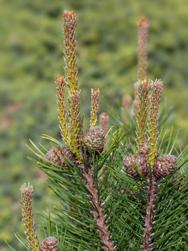 Pinus mugo 'Alpenzwerg', Zwerg-Bergkiefer 'Alpenzwerg' im Onlineshop der Bohlken Baumschulen