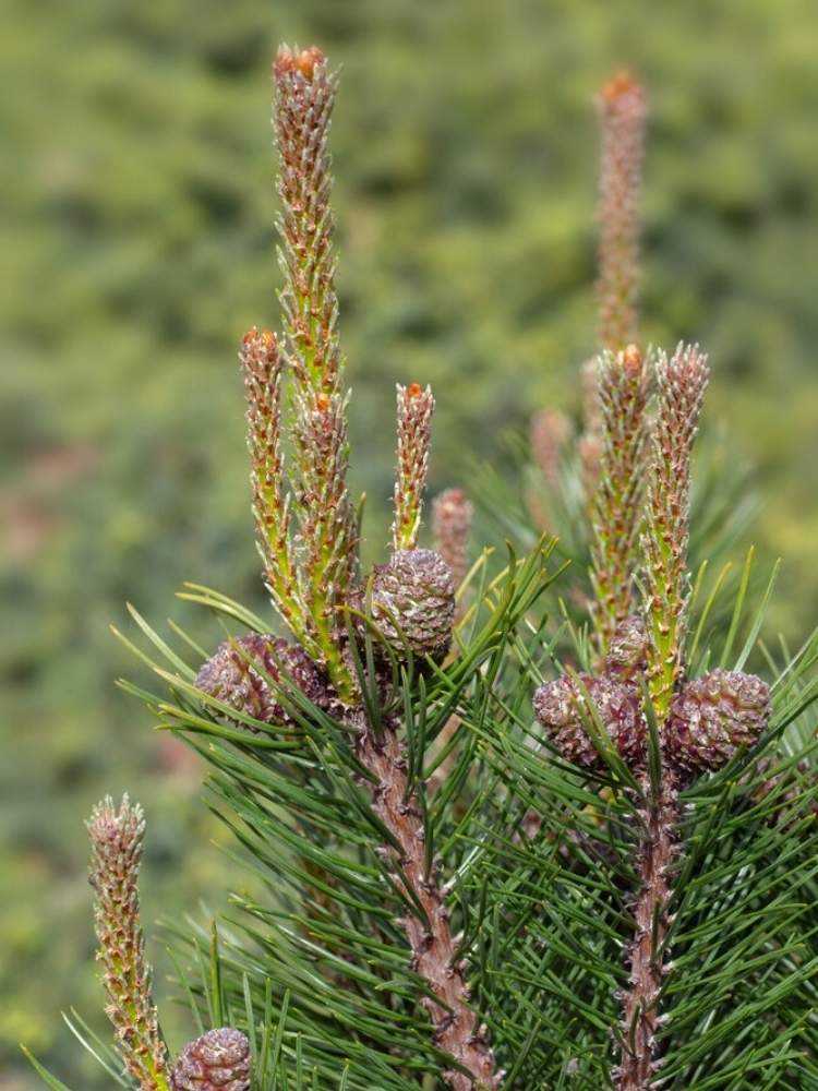 Pinus mugo 'Alpenzwerg', Zwerg-Bergkiefer 'Alpenzwerg' im Onlineshop der Bohlken Baumschulen
