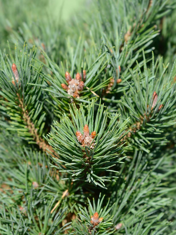 Strauch-Kiefer 'Gnom' | Pinus mugo 'Gnom' |  kaufen im Onlineshop der Bohlken Baumschulen