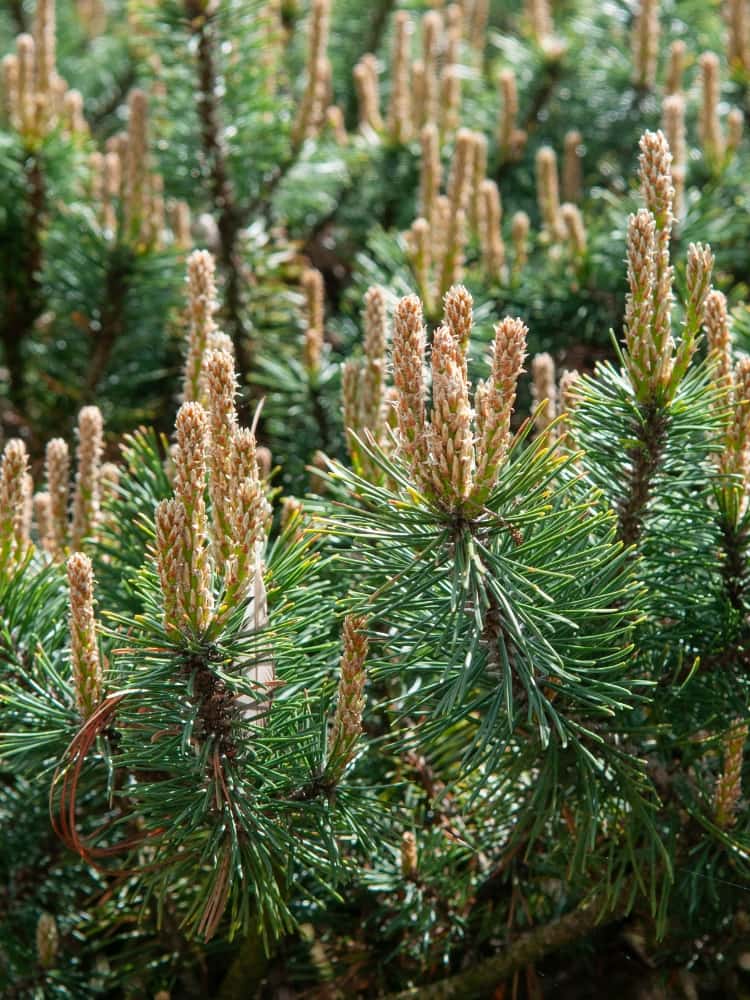 Pinus mugo 'Humpy', Bergkiefer 'Humpy' im Onlineshop der Bohlken Baumschulen