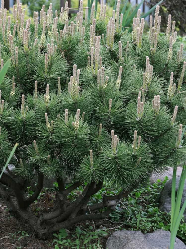 Pinus mugo 'Klostergrün', Berg-Kiefer 'Klostergrün' im Onlineshop der Bohlken Baumschulen