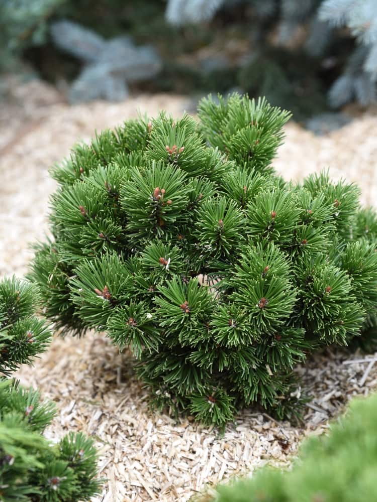 Pinus mugo 'Mops', Kugel-Kiefer 'Mops' im Onlineshop der Bohlken Baumschulen