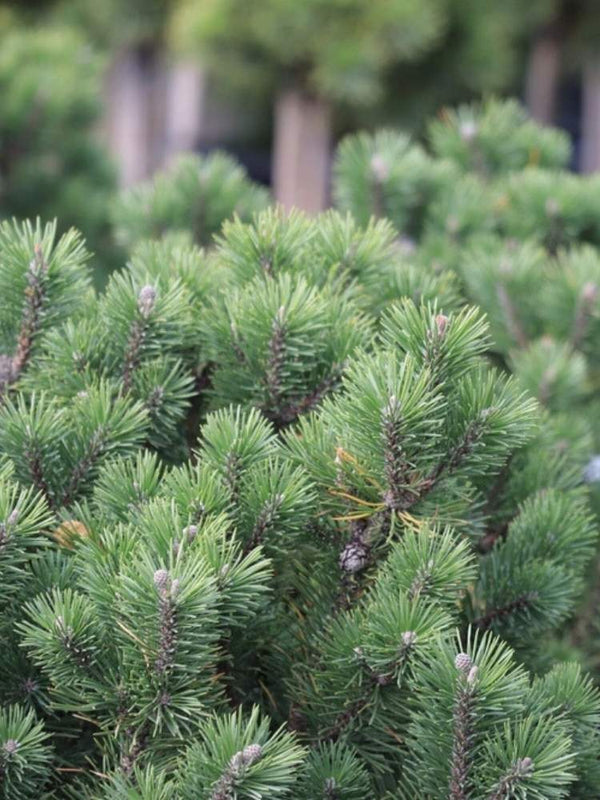 Pinus mugo 'Noack', Zwerg-Strauchkiefer 'Noack' im Onlineshop der Bohlken Baumschulen
