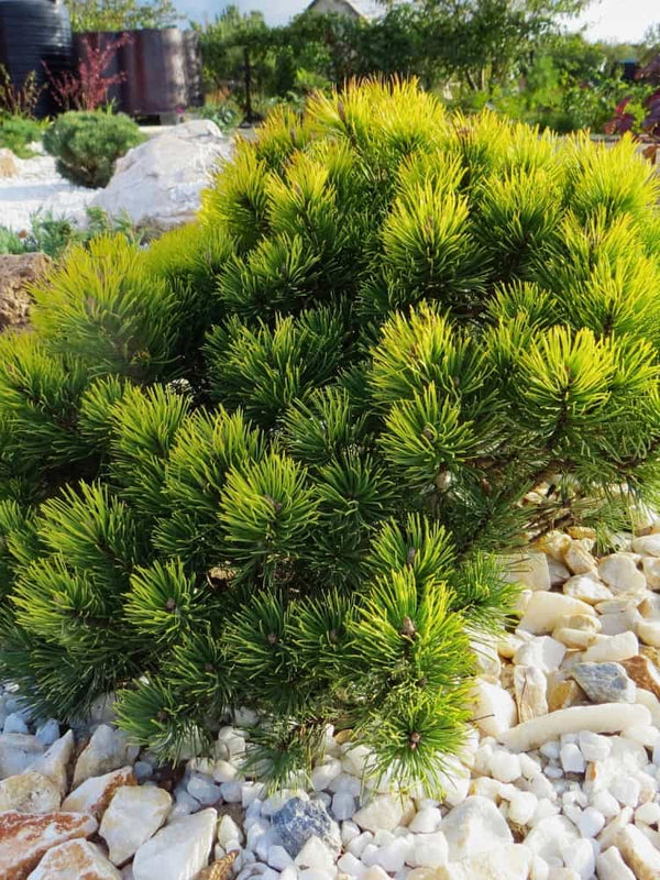 Pinus mugo 'Ophir', Gelbe Zwerg-Bergkiefer 'Ophir' im Onlineshop der Bohlken Baumschulen