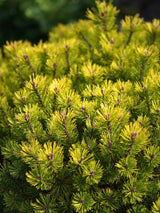 Pinus mugo 'Ophir', Gelbe Zwerg-Bergkiefer 'Ophir' im Onlineshop der Bohlken Baumschulen