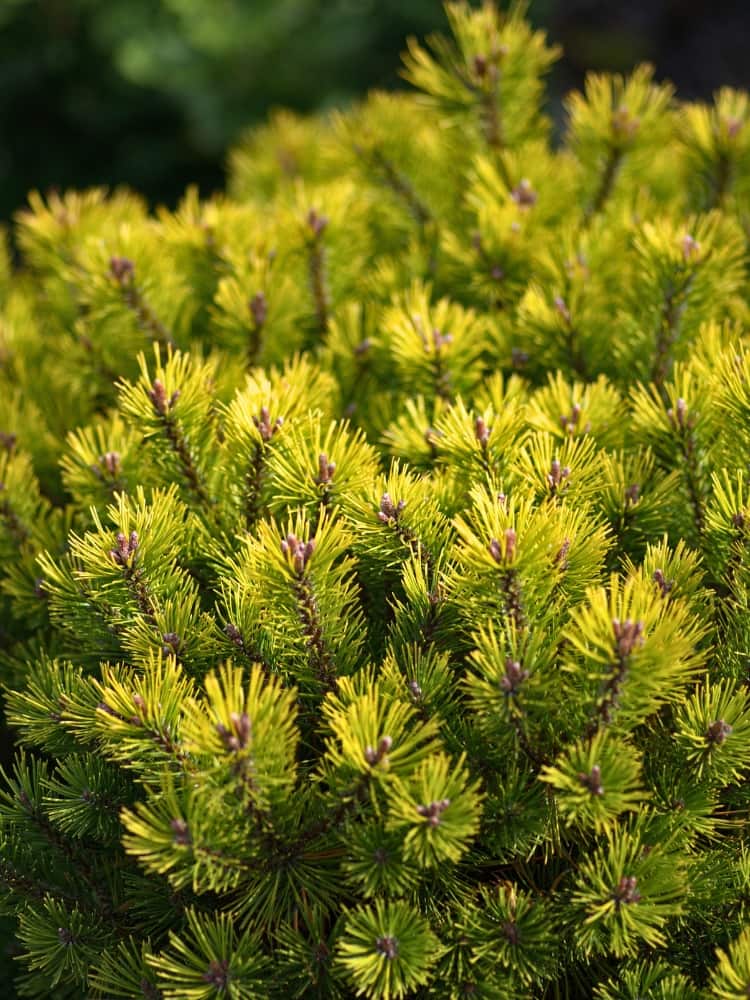 Pinus mugo 'Ophir', Gelbe Zwerg-Bergkiefer 'Ophir' im Onlineshop der Bohlken Baumschulen