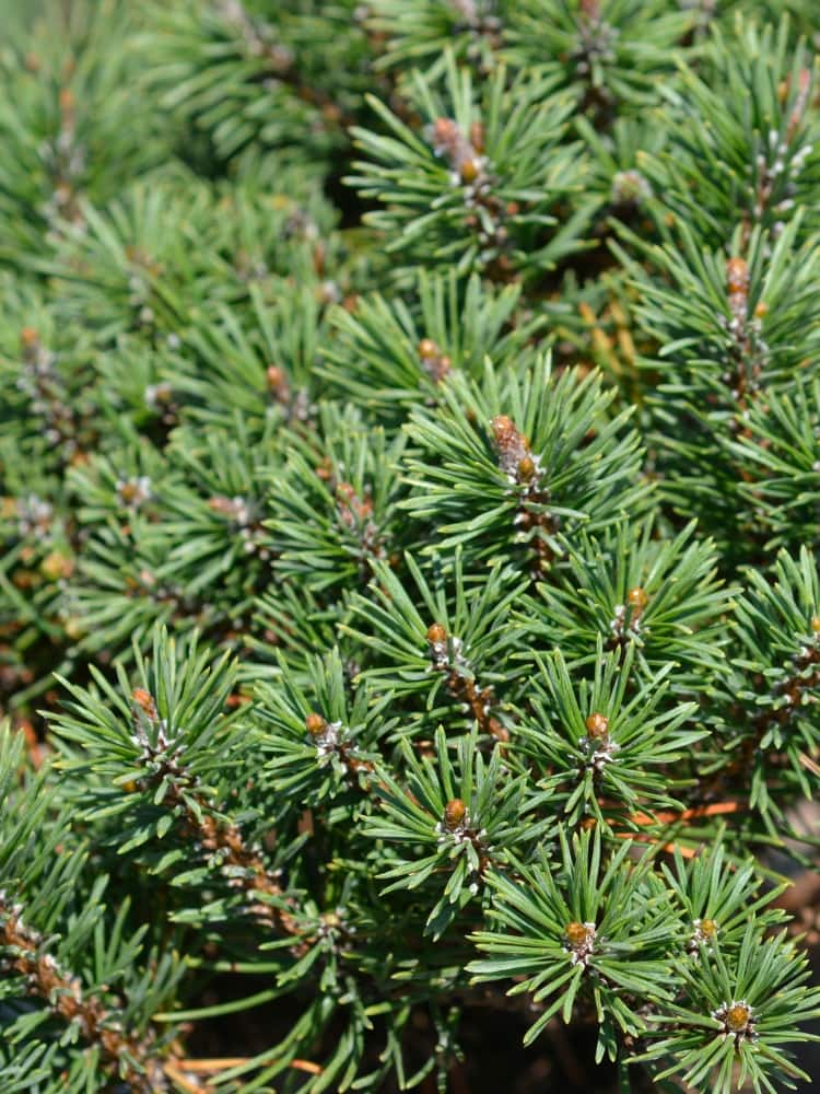 Pinus mugo 'Pumuckel', Berg-Kiefer 'Pumuckl' im Onlineshop der Bohlken Baumschulen