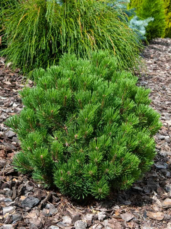 Pinus mugo 'Sherwood Compact', Berg-Kiefer 'Sherwood Compact' im Onlineshop der Bohlken Baumschulen