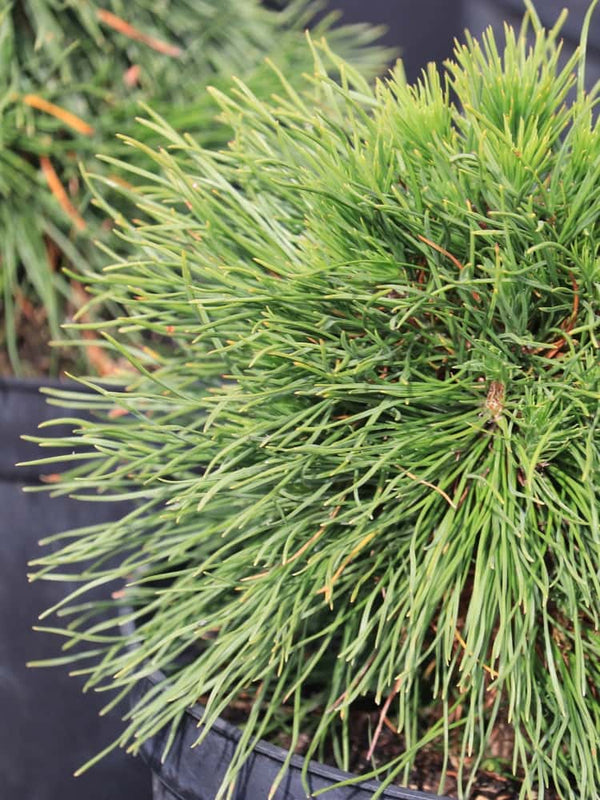 Pinus mugo 'Varella', Berg-Kiefer 'Varella' im Onlineshop der Bohlken Baumschulen