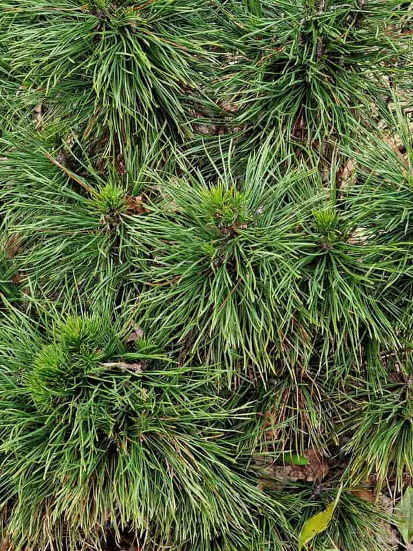 Pinus mugo 'Varella', Berg-Kiefer 'Varella' im Onlineshop der Bohlken Baumschulen