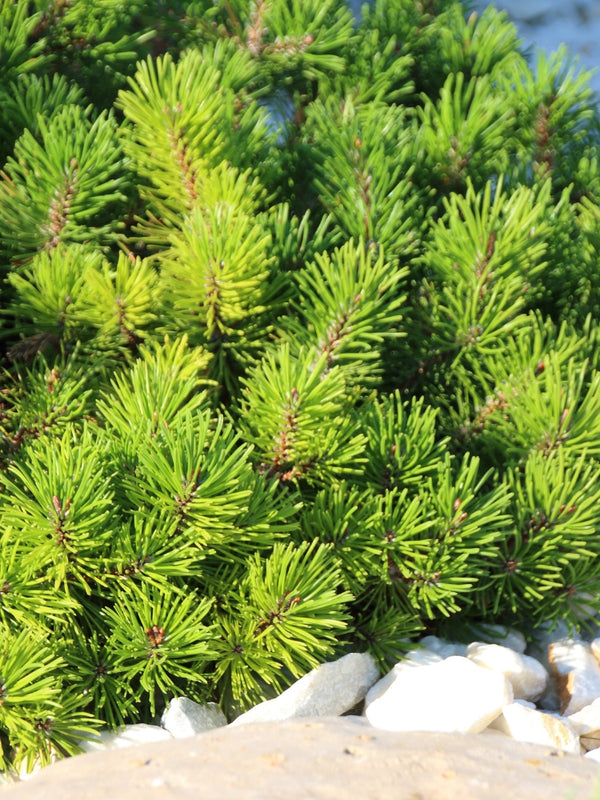 Pinus mugo var. pumilio, Zwergkiefer 'Pumilio' im Onlineshop der Bohlken Baumschulen