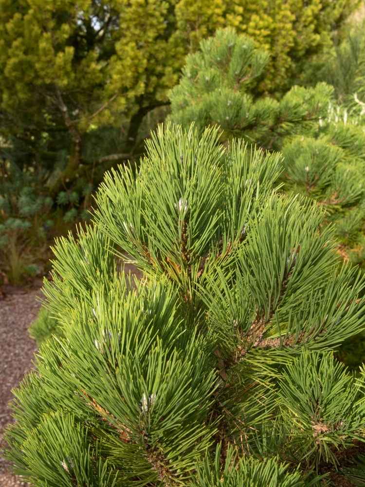 Pinus nigra 'Kleiner Turm', Säulen-Schwarz-Kiefer 'Kleiner Turm' im Onlineshop der Bohlken Baumschulen