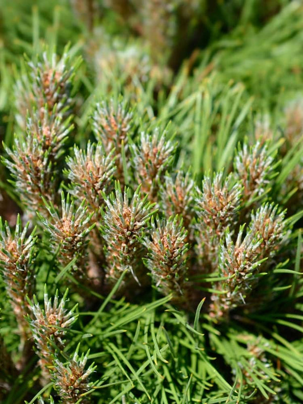 Zwerg-Schwarzkiefer 'Marie Brégeon' ® | Pinus nigra 'Marie Bregeon' ® im Onlineshop der Bohlken Baumschulen