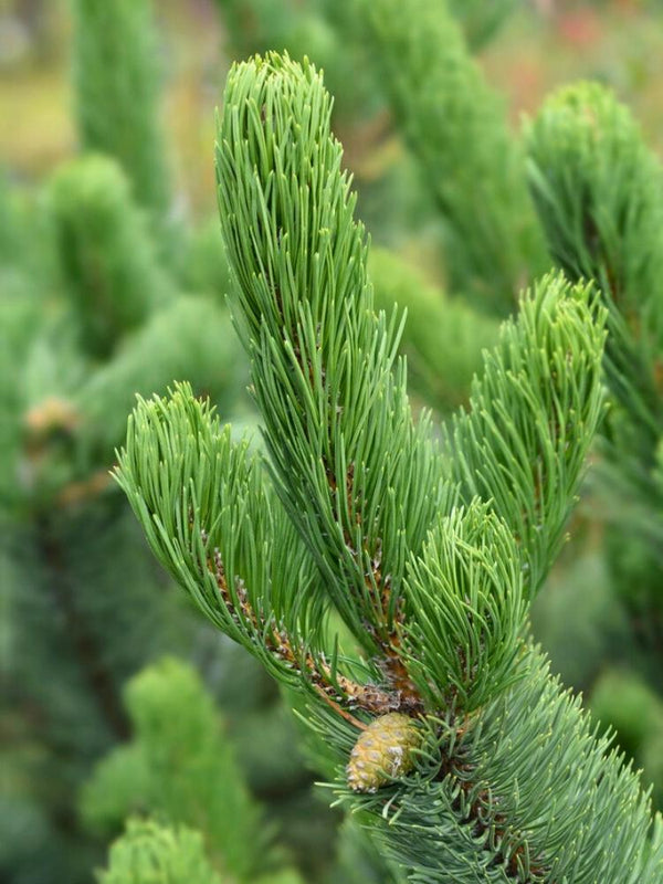 Pinus nigra 'Oregon Green', Schwarzkiefer 'Oregon Green' im Onlineshop der Bohlken Baumschulen