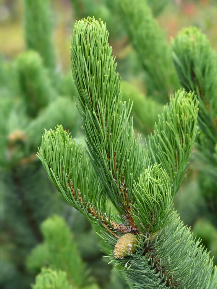 Pinus nigra 'Oregon Green', Schwarzkiefer 'Oregon Green' im Onlineshop der Bohlken Baumschulen