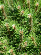 Zwerg-Schwarzkiefer 'Pierrick Bregeon' ® | Pinus nigra 'Pierrick Bregeon' ® im Onlineshop der Bohlken Baumschulen