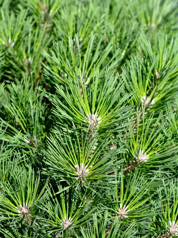 Zwerg-Schwarzkiefer 'Pierrick Bregeon' ® | Pinus nigra 'Pierrick Bregeon' ® im Onlineshop der Bohlken Baumschulen