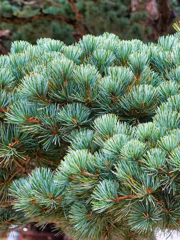 Blaue Mädchenkiefer 'Brevifolia' | Pinus parviflora 'Brevifolia' Bonsai im Onlineshop der Bohlken Baumschulen