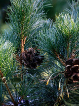 Pinus parviflora 'Glauca', Blaue Mädchenkiefer 'Glauca'  im Onlineshop bei Bohlken Baumschulen