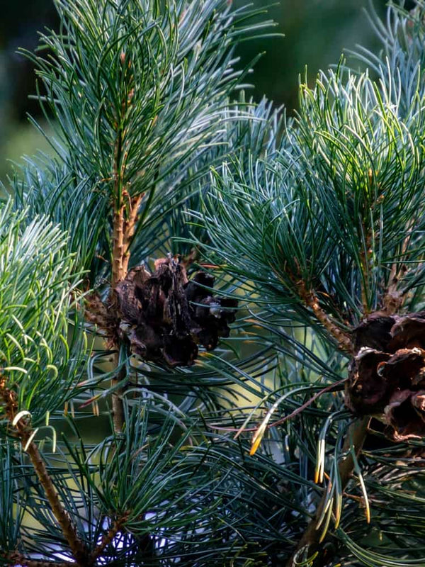 Pinus parviflora 'Glauca', Blaue Mädchenkiefer 'Glauca'  im Onlineshop bei Bohlken Baumschulen