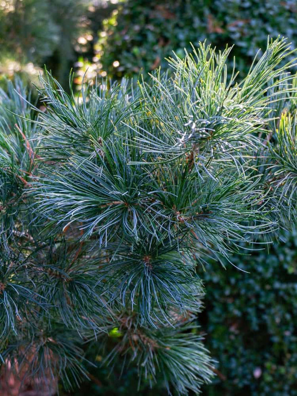 Pinus parviflora 'Glauca', Blaue Mädchenkiefer 'Glauca' im Onlineshop bei Bohlken Baumschulen