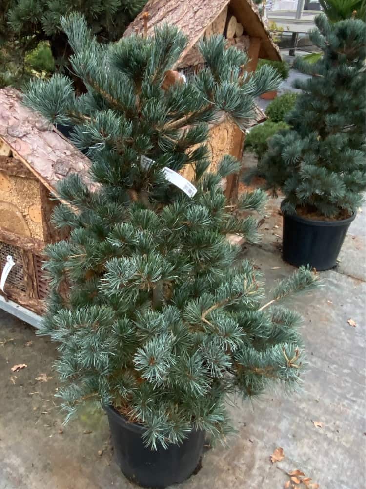 Pinus parviflora 'Negishi', Blaue Mädchenkiefer 'Negishi' im Onlineshop der Bohlken Baumschulen