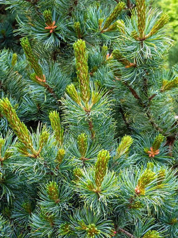 Pinus parviflora 'Negishi', Blaue Mädchenkiefer 'Negishi' im Onlineshop der Bohlken Baumschulen