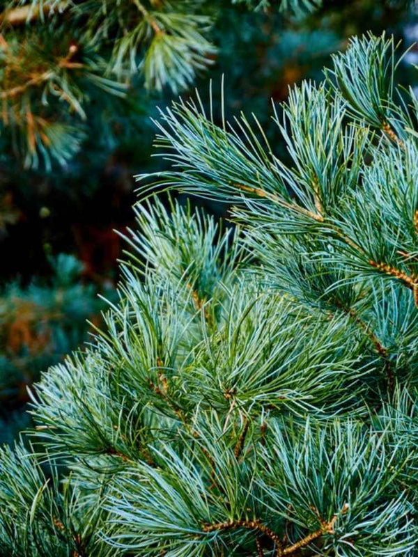 Pinus parviflora 'Pentaphylla Glauca', Mädchen-Kiefer 'Pentaphylla Glauca' im Onlineshop der Bohlken Baumschulen