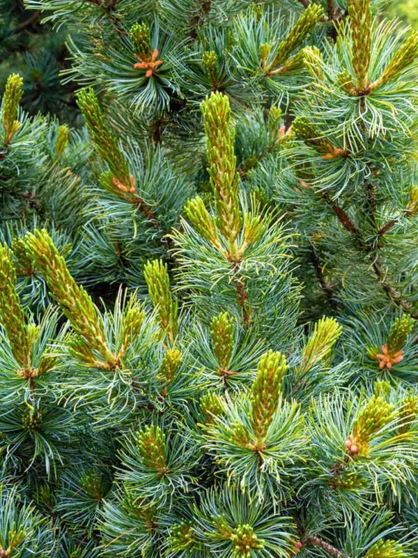 Pinus parviflora 'Schoon's Bonsai', Mädchenkiefer 'Schoon´s Bonsai' im Onlineshop der Bohlken Baumschulen