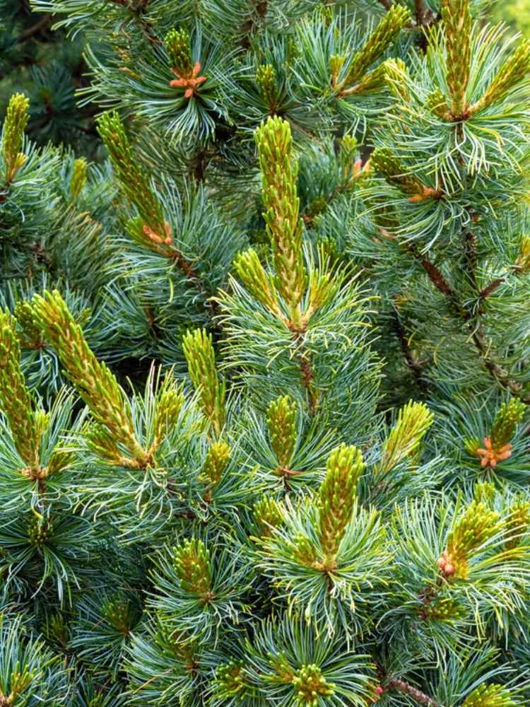 Pinus parviflora 'Schoon's Bonsai', Mädchenkiefer 'Schoon´s Bonsai' im Onlineshop der Bohlken Baumschulen