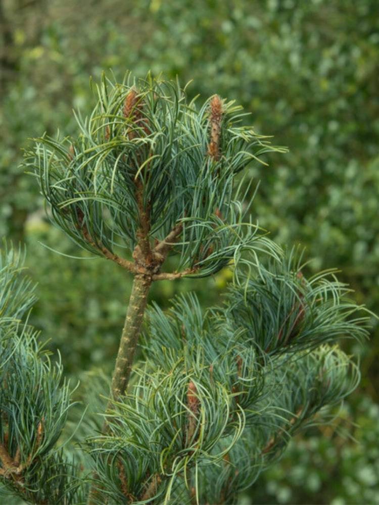 Pinus parviflora 'Twister Green', Mädchenkiefer 'Twister Green' im Onlineshop der Bohlken Baumschulen
