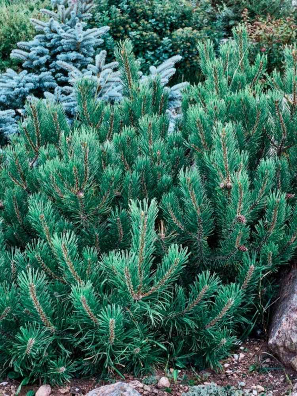 Pinus pumila 'Glauca', Blaue Kriechkiefer 'Glauca' im Onlineshop der Bohlken Baumschulen