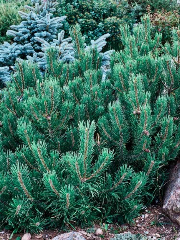 Pinus pumila 'Glauca', Blaue Kriechkiefer 'Glauca' im Onlineshop der Bohlken Baumschulen