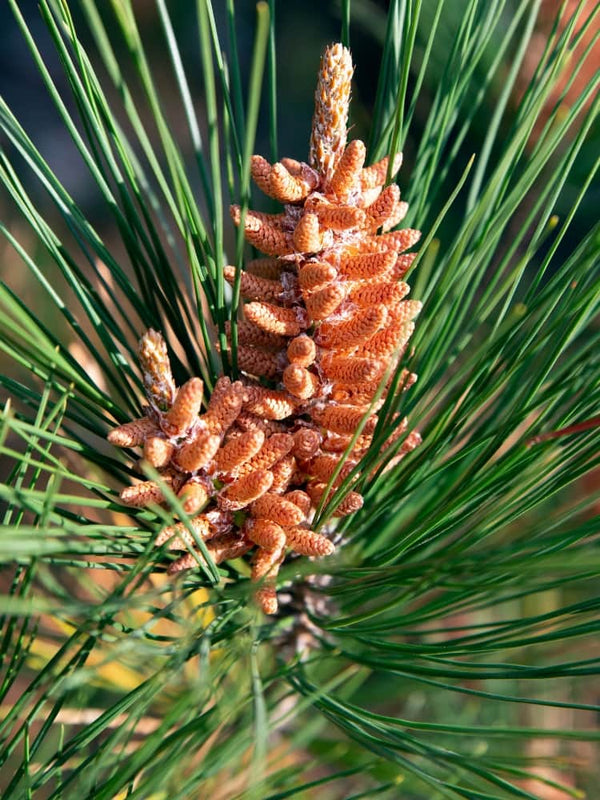 Pinus resinosa 'Pillnitz', Amerikanische Rotkiefer 'Pillnitz' im Onlineshop der Bohlken Baumschulen