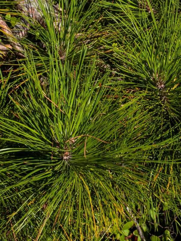 Pinus resinosa 'Pillnitz', Amerikanische Rotkiefer 'Pillnitz' im Onlineshop der Bohlken Baumschulen