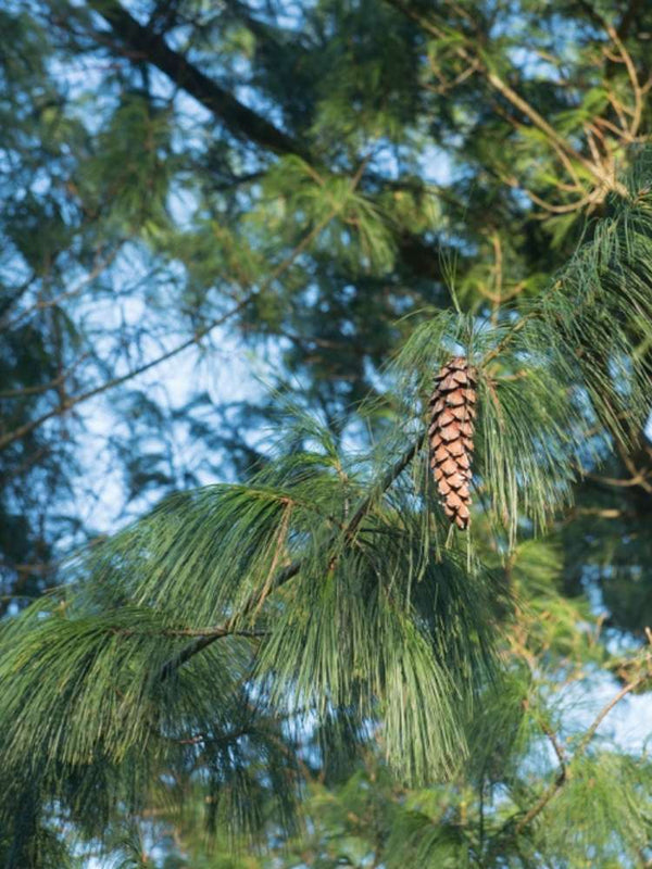 Pinus schwerinii, Schwerin-Kiefer im Onlineshop der Bohlken Baumschulen