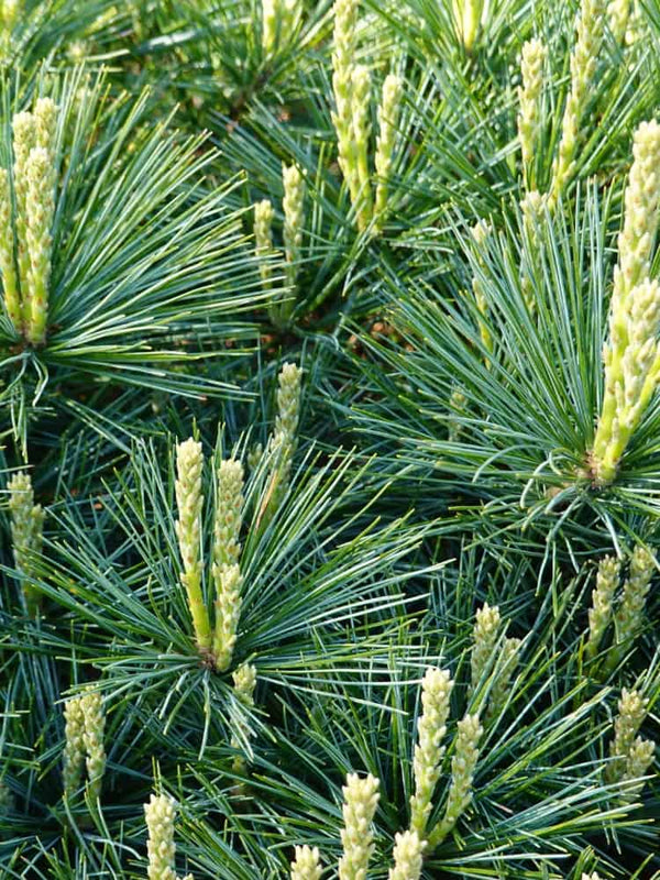 Pinus strobus 'Bergmans Mini', Zwerg-Seiden-Kiefer 'Bergmans Mini' im Onlineshop der Bohlken Baumschulen