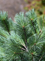 Pinus strobus 'Blue Shag', Zwerg-Weymouths-Kiefer 'Blue Shag' im Onlineshop der Bohlken Baumschulen