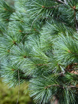 Pinus strobus 'Blue Shag', Zwerg-Weymouths-Kiefer 'Blue Shag' im Onlineshop der Bohlken Baumschulen