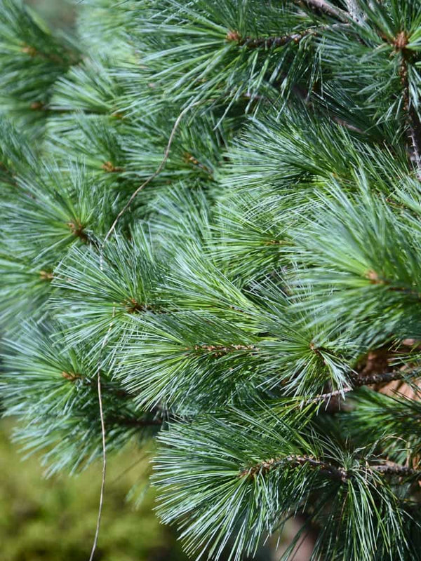 Pinus strobus 'Blue Shag', Zwerg-Weymouths-Kiefer 'Blue Shag' im Onlineshop der Bohlken Baumschulen
